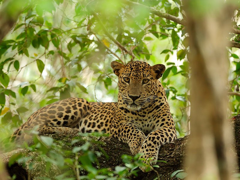 wildlife holidays in sri lanka 1 (1)